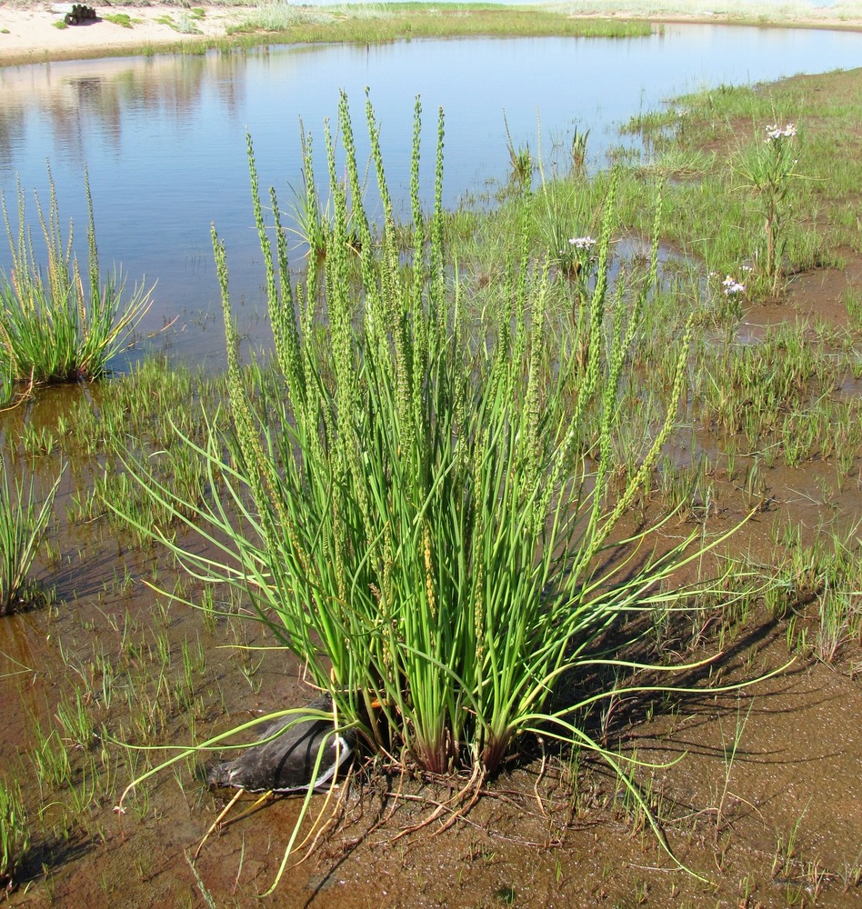 Image of Triglochin maritima specimen.