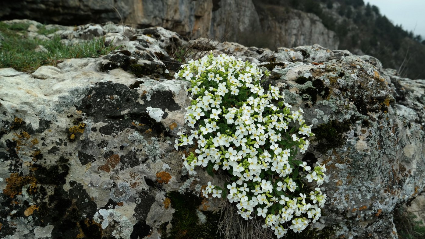 Изображение особи Arabis caucasica.