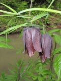 Fritillaria ussuriensis