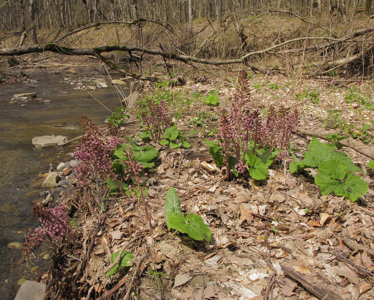 Изображение особи Petasites hybridus.