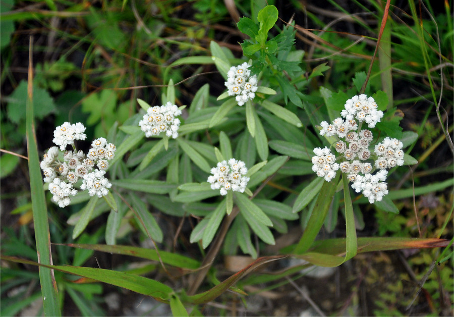 Изображение особи Anaphalis pterocaulon.