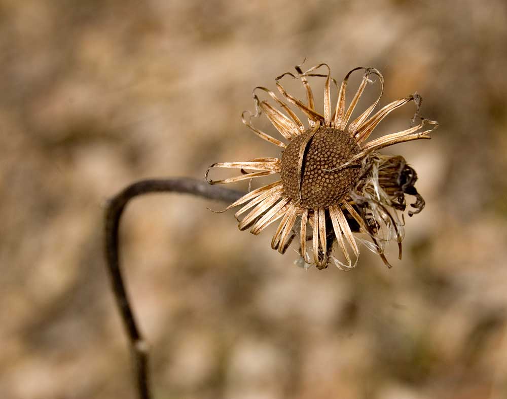 Изображение особи род Inula.