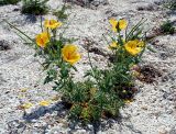 Glaucium flavum. Цветущее и плодоносящее растение на морской косе. Украина, Херсонская обл., Голопристанский р-н, Черноморский биосферный заповедник, о-в Тендровская Коса. 25 мая 2007 г.