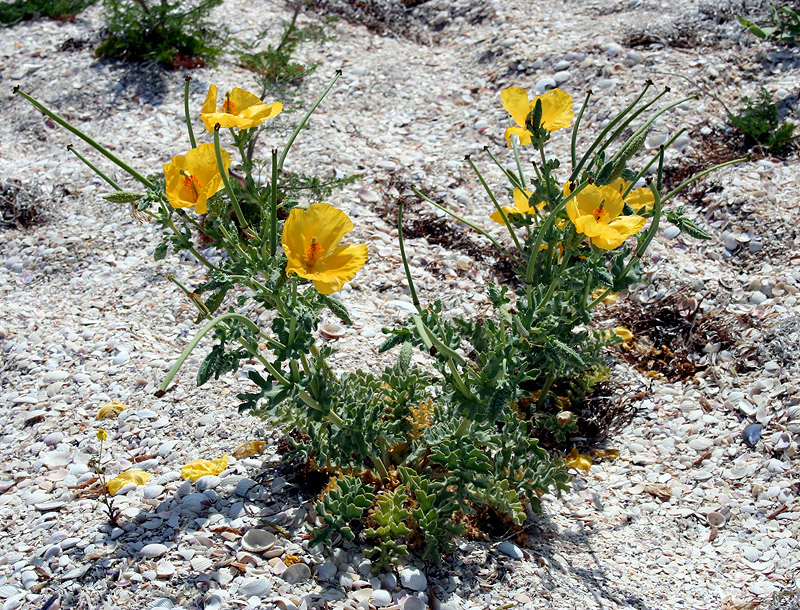 Изображение особи Glaucium flavum.