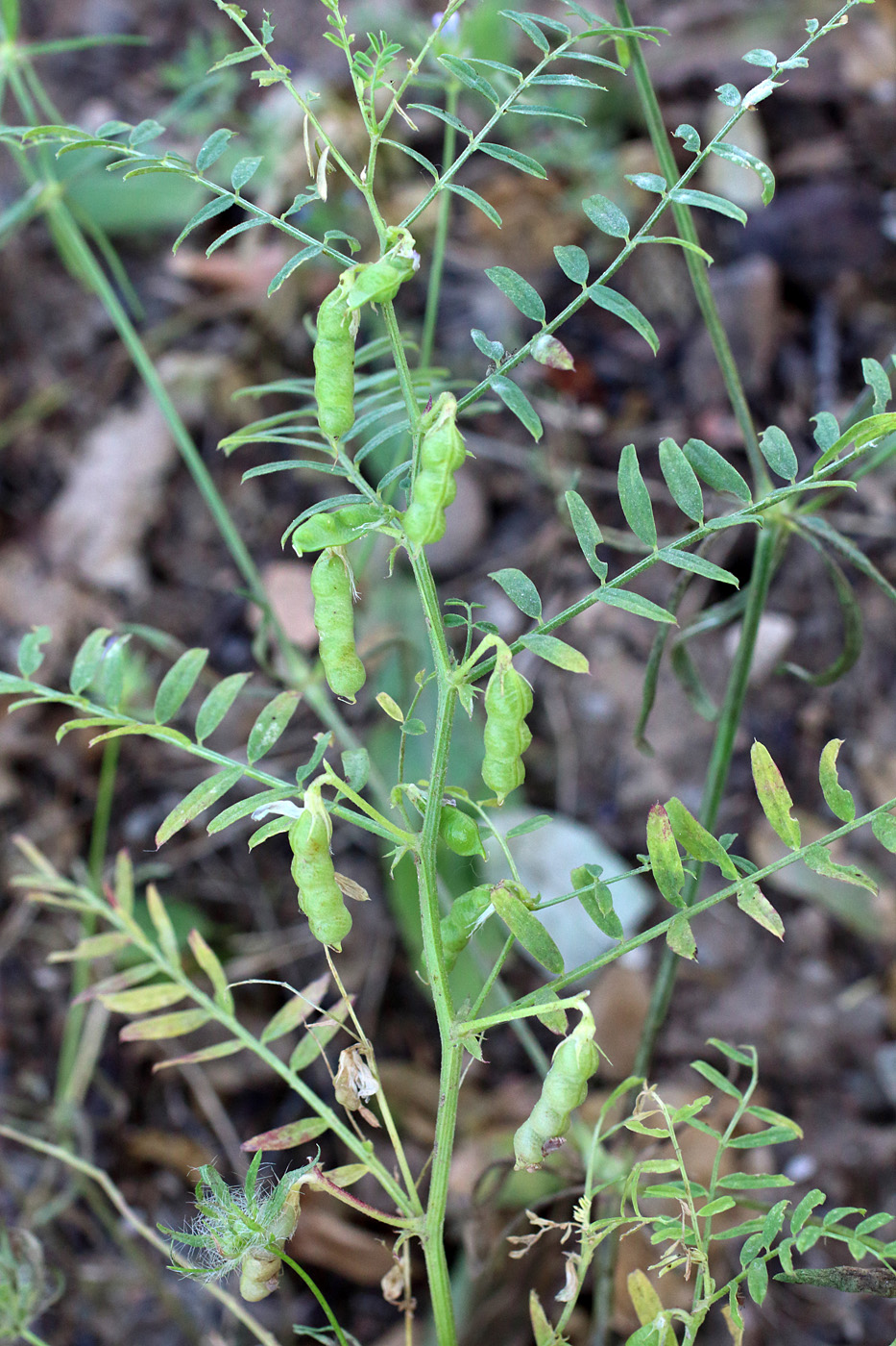 Изображение особи Vicia ervilia.