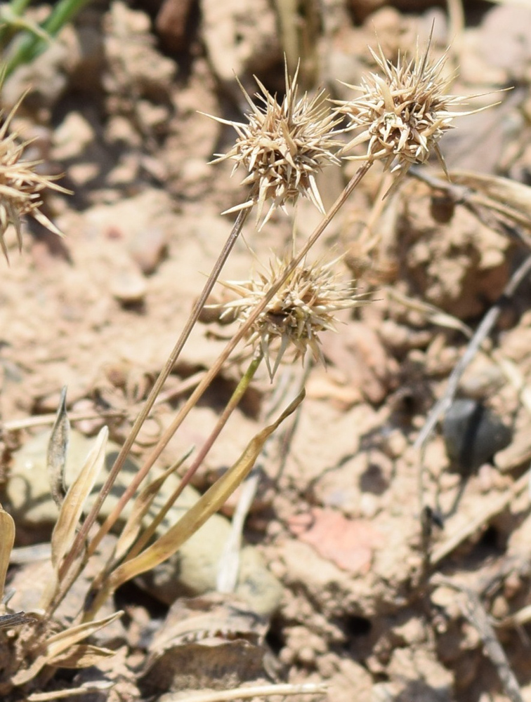 Изображение особи Echinaria capitata.