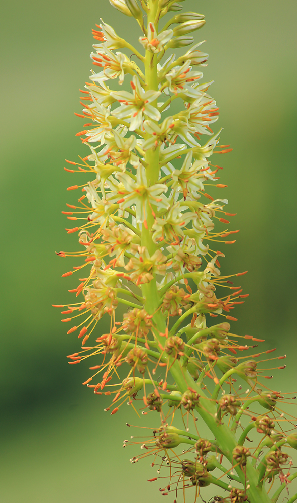 Изображение особи Eremurus spectabilis.