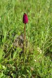 Anacamptis pyramidalis