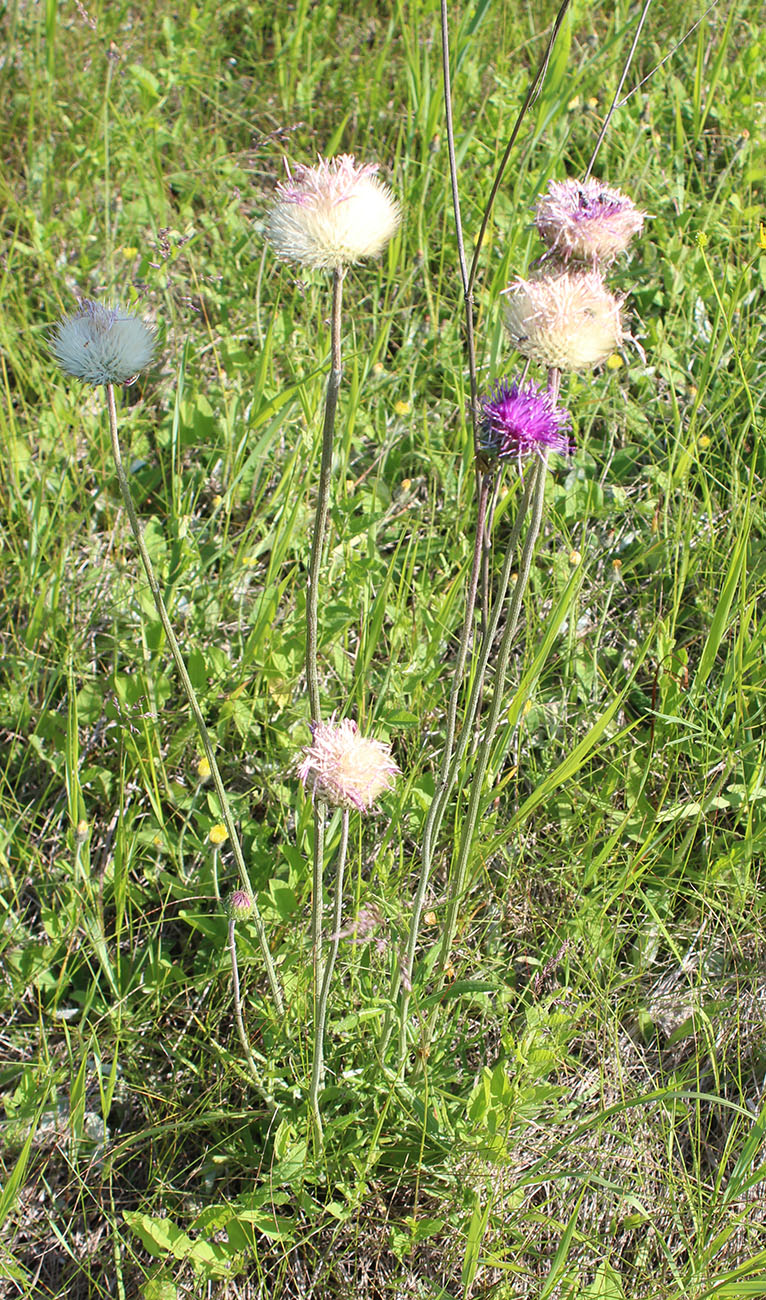 Image of Jurinea ledebourii specimen.