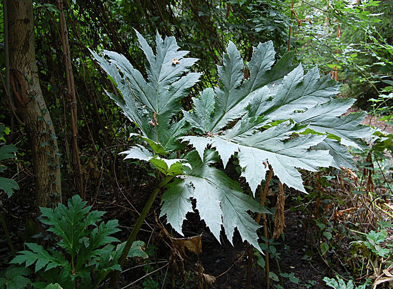 Image of Heracleum mantegazzianum specimen.