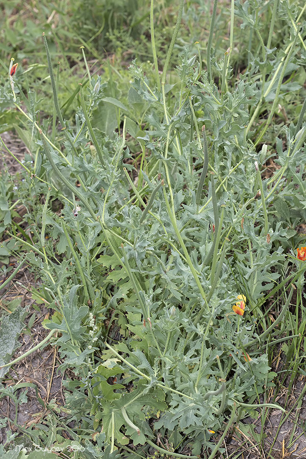 Изображение особи Glaucium corniculatum.