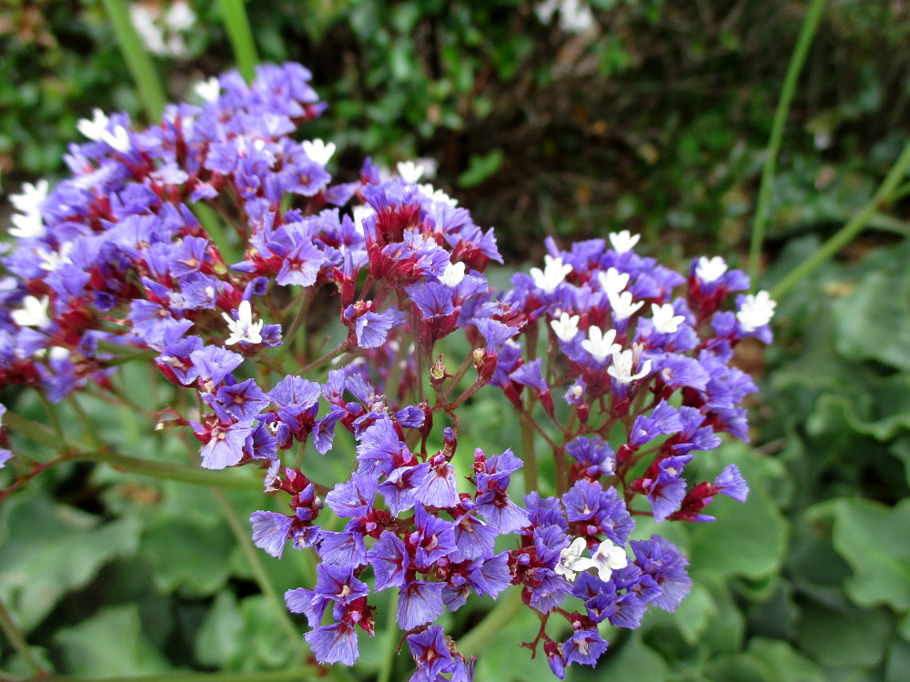 Изображение особи Limonium perezii.