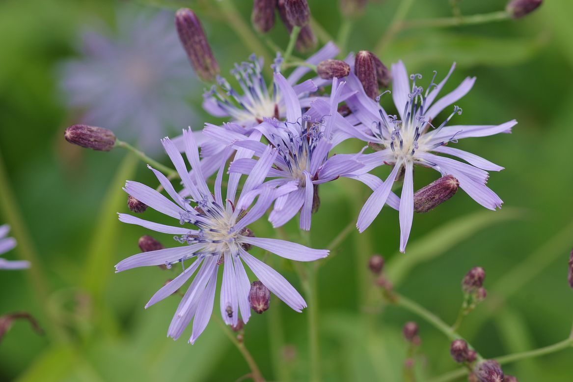 Image of Lactuca sibirica specimen.