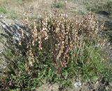 Rhinanthus groenlandicus