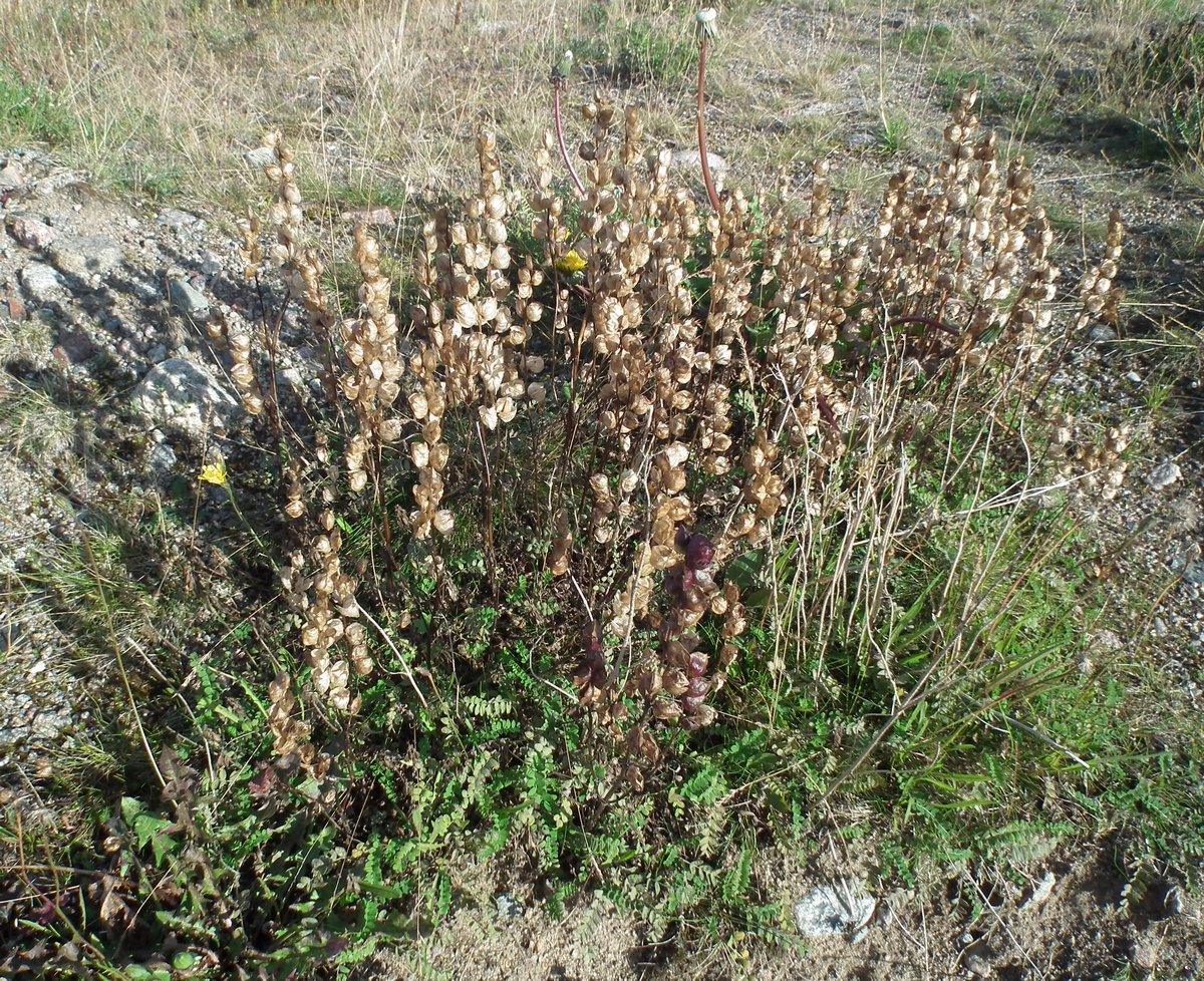 Image of Rhinanthus groenlandicus specimen.