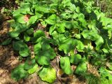 Bergenia crassifolia