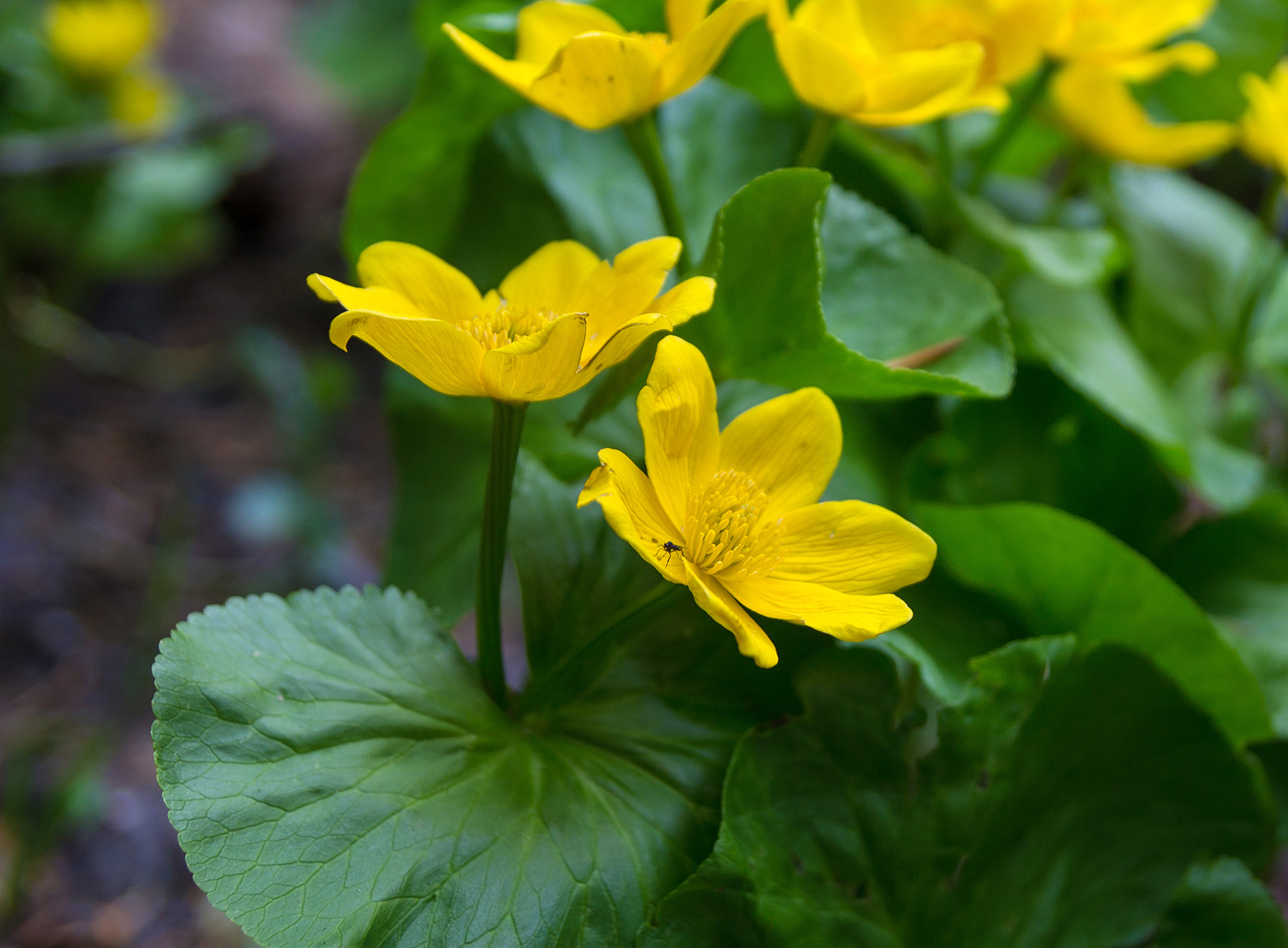 Изображение особи Caltha polypetala.