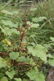 Xanthium orientale