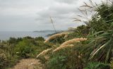 Calamagrostis