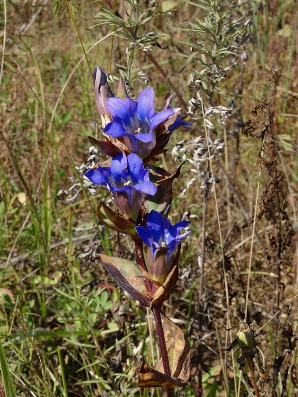 Изображение особи Gentiana scabra.