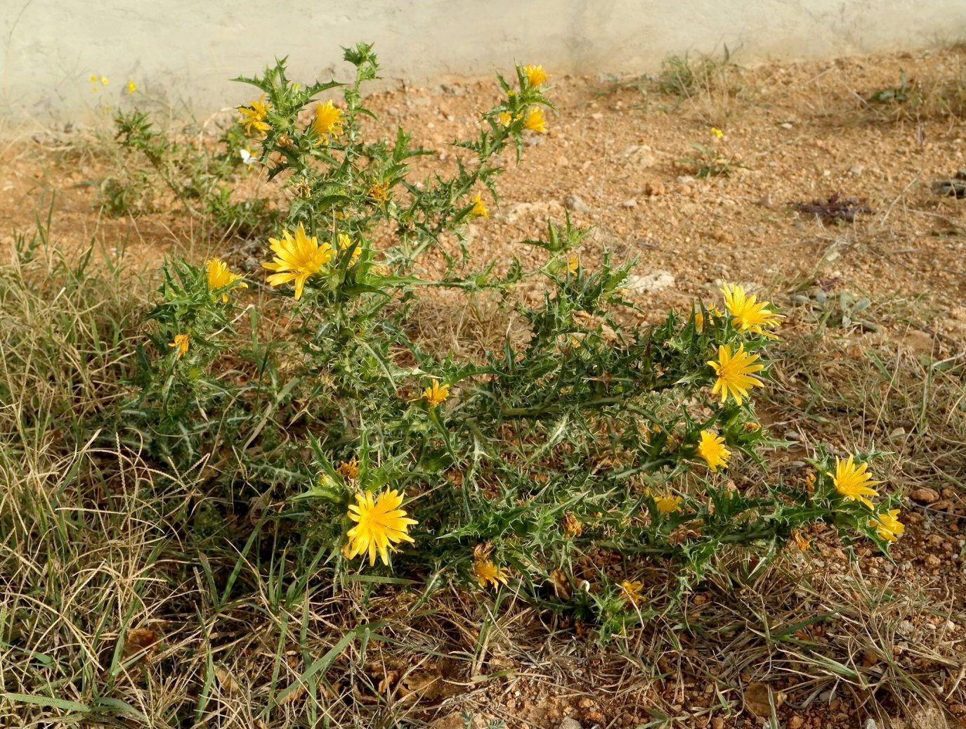 Изображение особи Scolymus hispanicus.