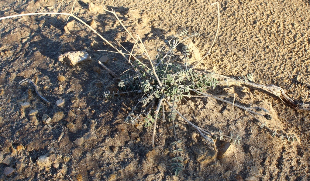 Image of genus Astragalus specimen.