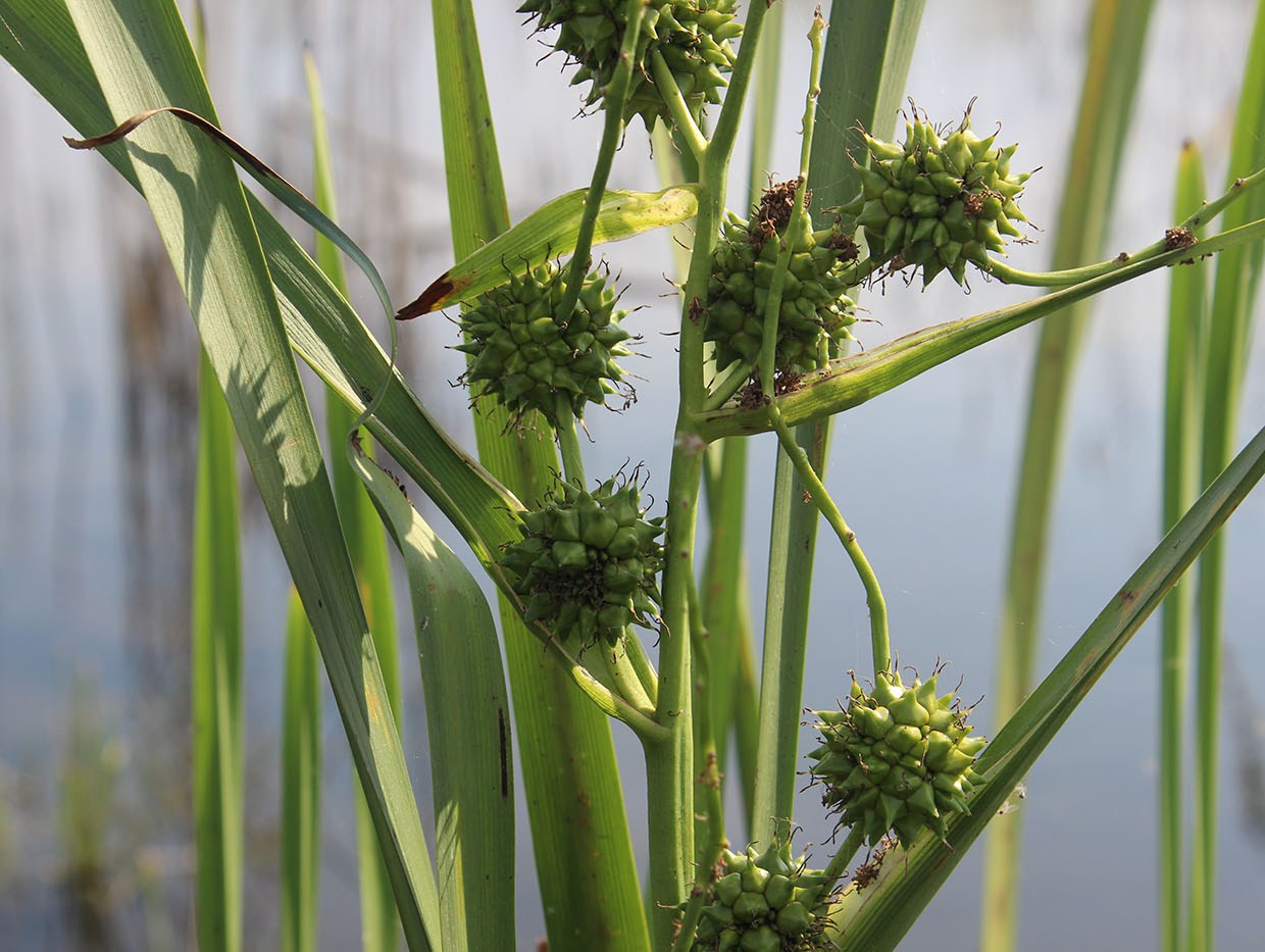 Image of Sparganium erectum specimen.