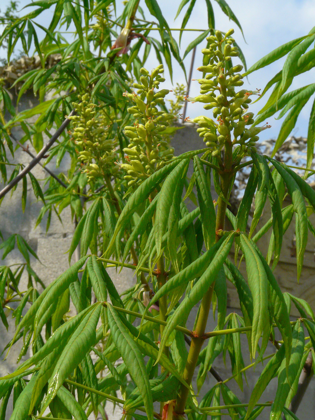 Image of Aesculus glabra specimen.