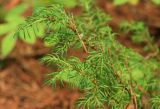 View full-size image Juniperus sibirica