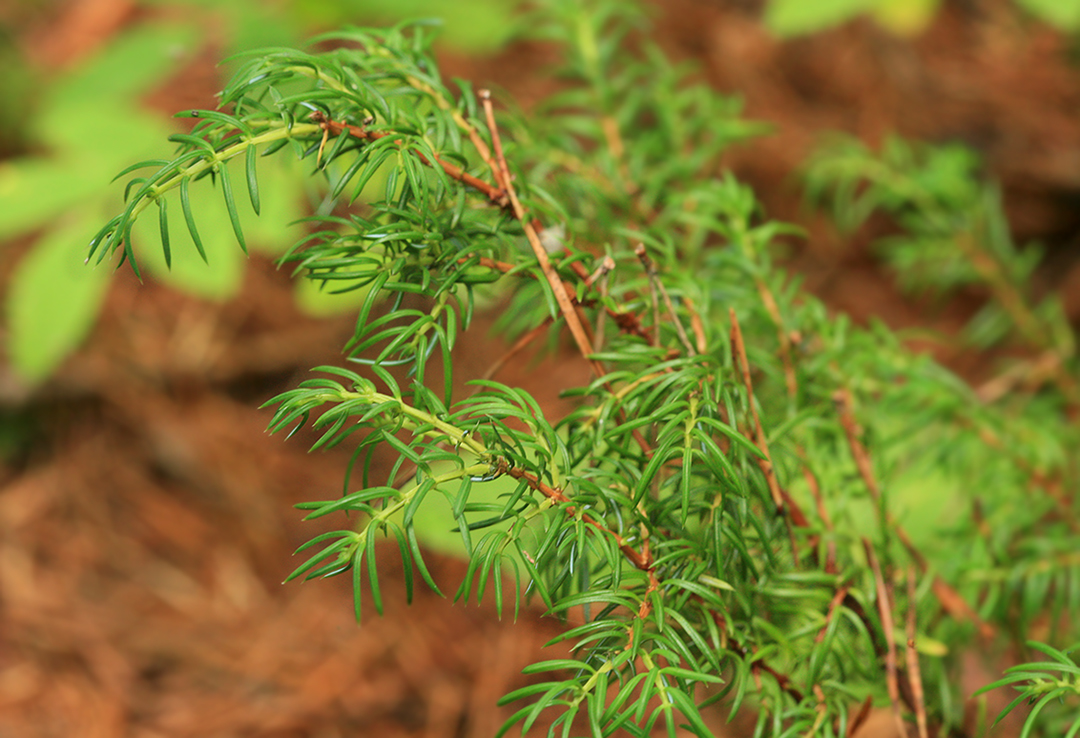 Image of Juniperus sibirica specimen.