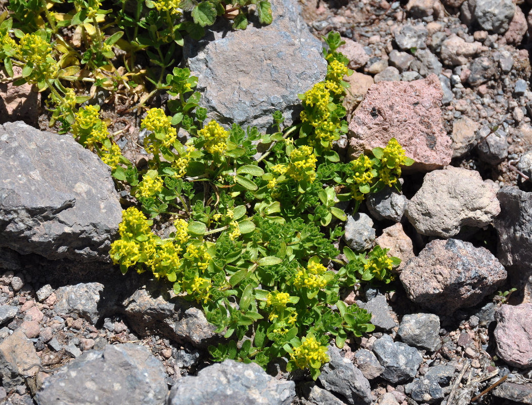 Image of Cruciata laevipes specimen.