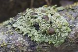 genus Physcia