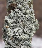 Hypogymnia physodes