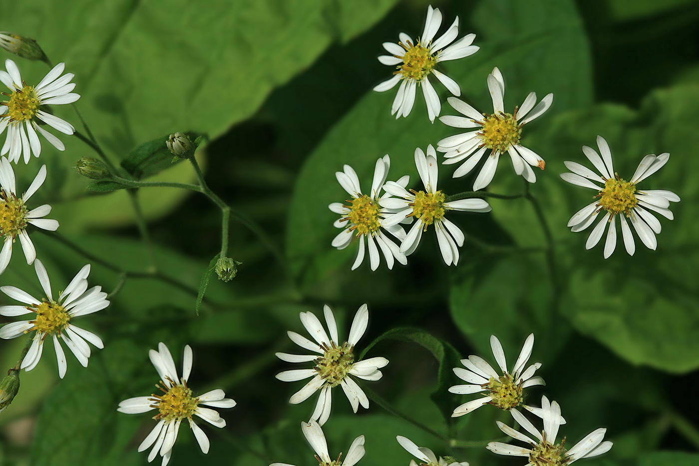 Image of Aster glehnii specimen.