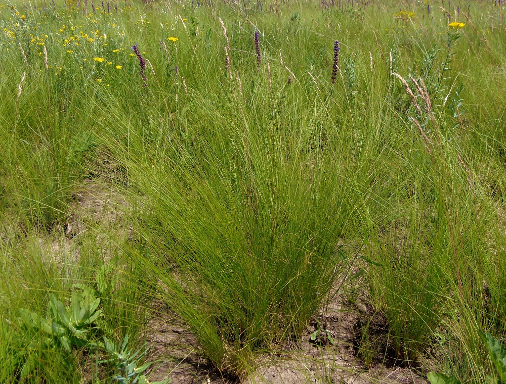 Image of Festuca rupicola specimen.