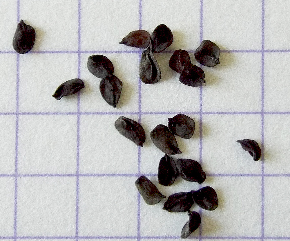 Image of Dianthus caucaseus specimen.