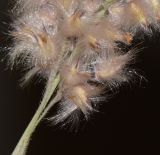 Image of taxon representative. Author is Татьяна Мальчинская