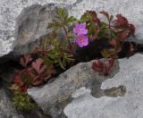 Geranium purpureum