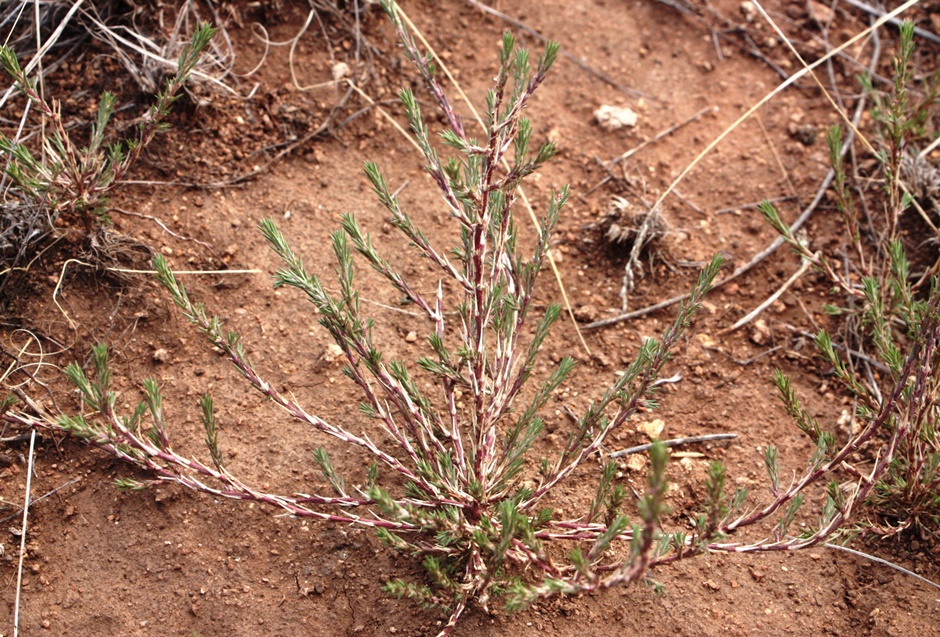 Image of Polycnemum arvense specimen.