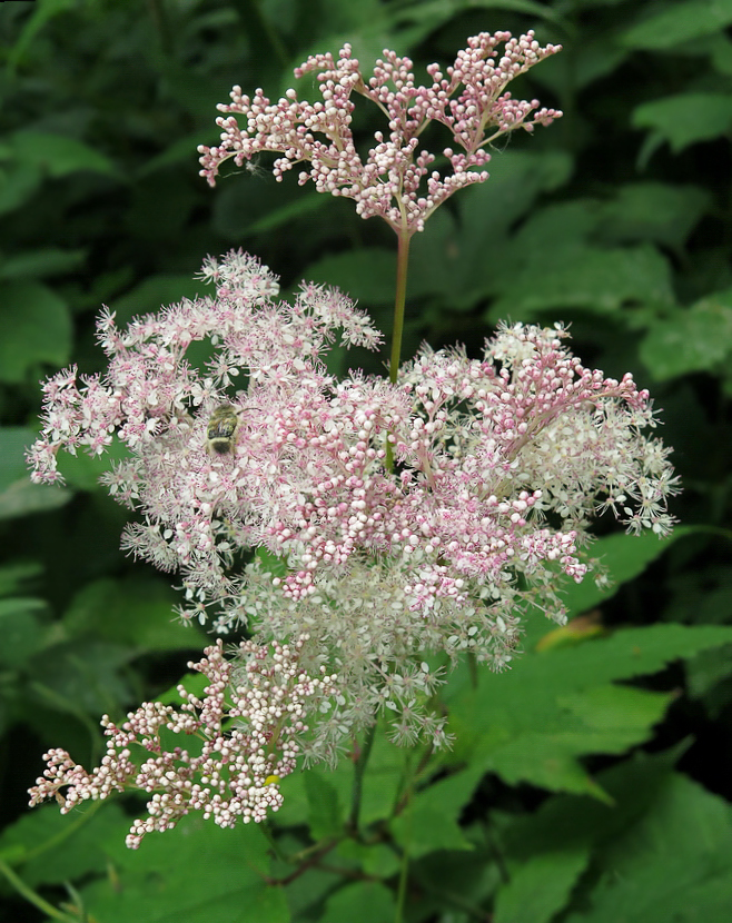 Image of Filipendula glaberrima specimen.