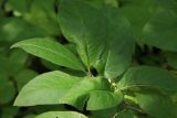 Lonicera glehnii