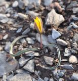 Tulipa uniflora. Цветущее растение. Республика Алтай, долина р. Чуя, урочище Калбак-Таш, 200 м от реки. 14 апреля 2016 г.