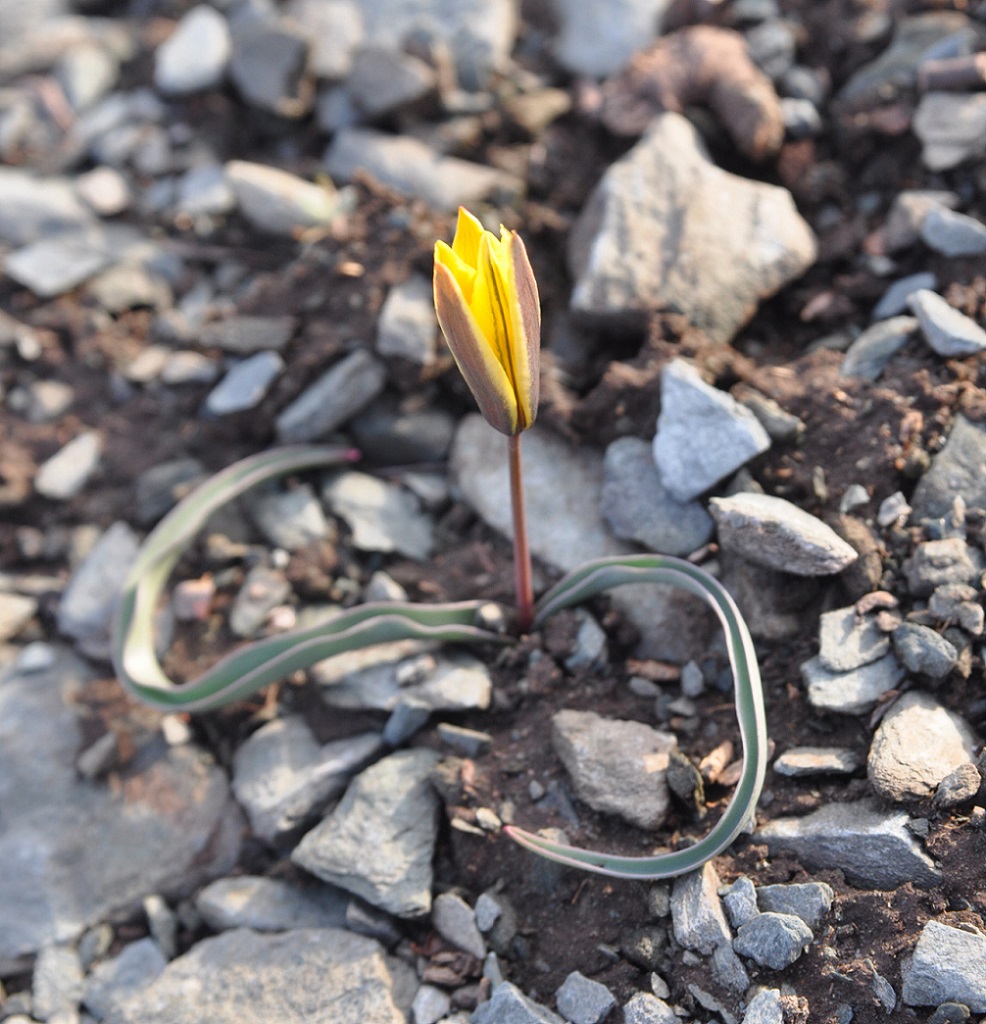 Image of Tulipa uniflora specimen.