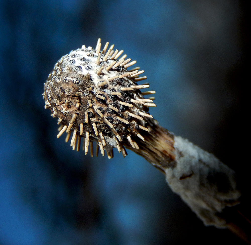 Изображение особи Echinops sphaerocephalus.