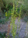 Rumex acetosella