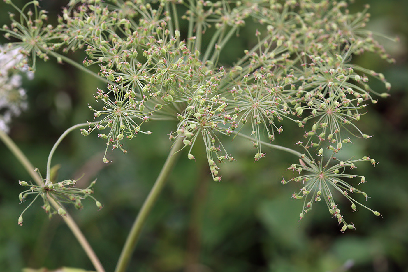 Image of Angelica genuflexa specimen.