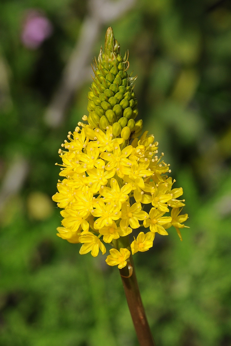 Image of Bulbinella floribunda specimen.