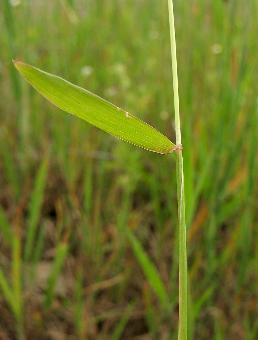 Изображение особи Anthoxanthum aristatum.