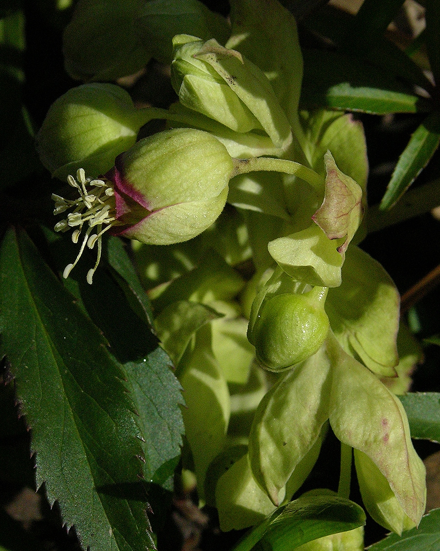 Изображение особи Helleborus foetidus.