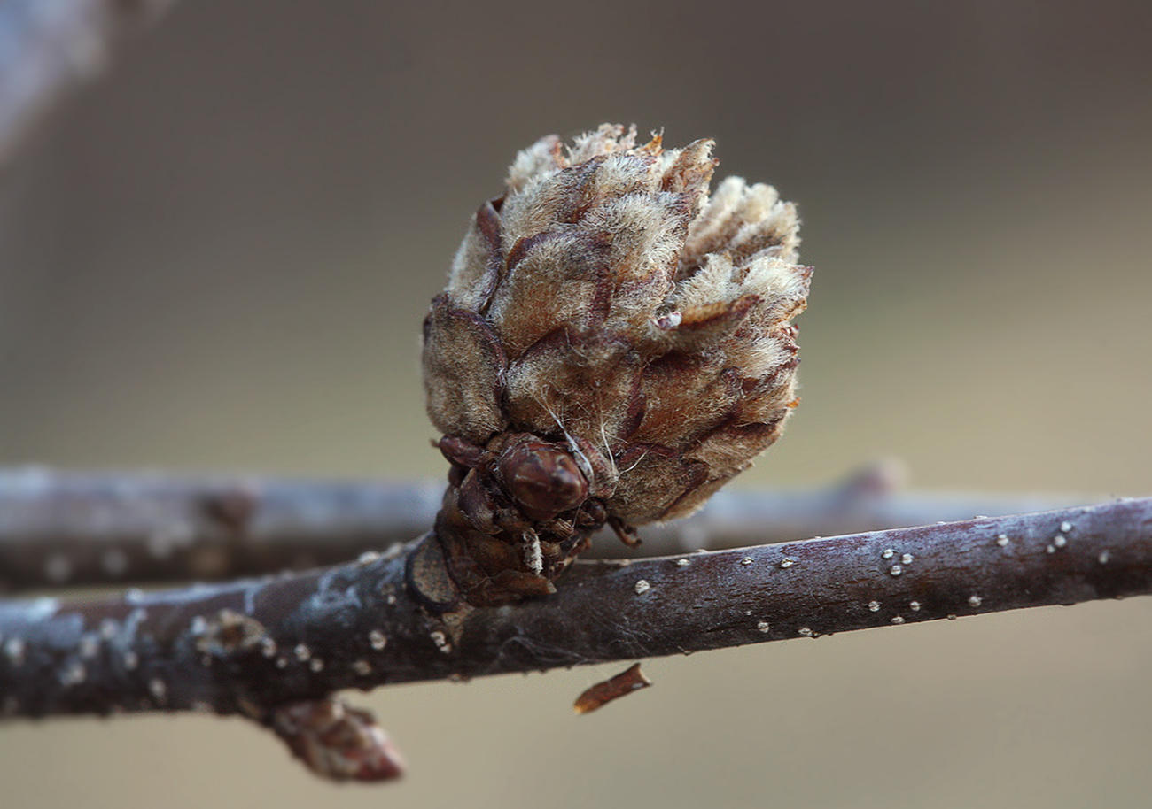 Изображение особи Quercus robur.